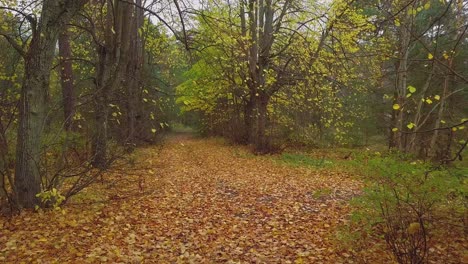 establishing view of the autumn linden tree alley, leafless trees, empty pathway, yellow leaves of a linden tree on the ground, idyllic nature scene of leaf fall, wide drone shot moving backward