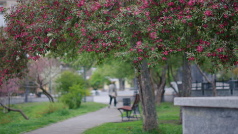 Pink-cherry-flowers-blooming-in-park-among-green-leafs.-Tranquil-floral-scene.