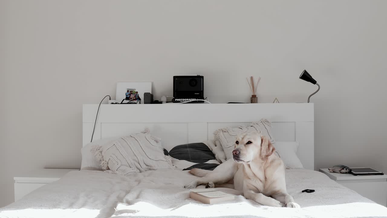 Relaxed Labrador yawning and lying on a cozy bed in a sunny apartment. Peaceful home scene with a cute dog resting indoors. Pet-friendly lifestyle, calm atmosphere, comfort, minimal home interior.