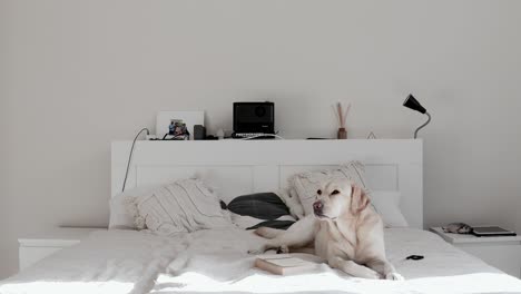 relaxed labrador yawning and lying on a cozy bed in a sunny apartment. peaceful home scene with a cute dog resting indoors. pet-friendly lifestyle, calm atmosphere, comfort, minimal home interior.
