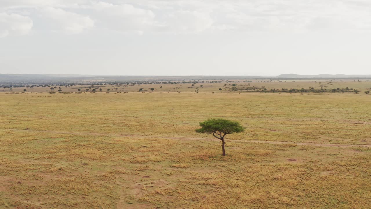 Maasai Mara Aerial drone shot of African Landscape Scenery of Savanna, Acacia Trees, Plains and Grassland, View From Above Masai Mara National Reserve in Kenya, Africa, Establishing Shot