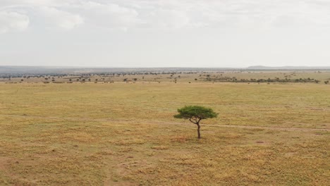 maasai mara aerial drone shot of african landscape scenery of savanna, acacia trees, plains and grassland, view from above masai mara national reserve in kenya, africa, establishing shot