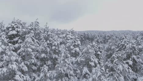 Aérea-Volando-Bajo-Sobre-El-Bosque-Cubierto-De-Nieve-En-Invierno