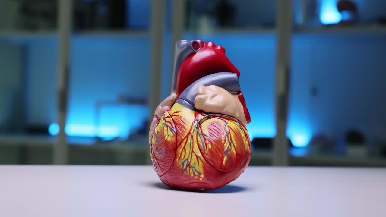 Modelo anatómico de corazón colocado sobre la mesa del hospital frente a un armario.