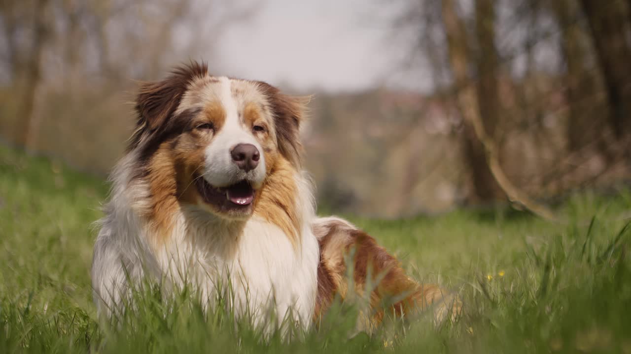 perro pastor australiano acostado y descansando en la hierba, retrato de tiro medio, día soleado