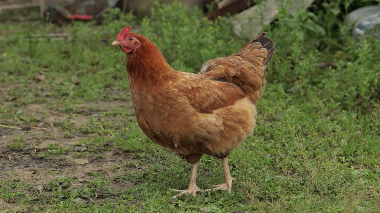 el pollo marrón doméstico camina por el suelo. el fondo de la hierba verde en la granja. búsqueda de alimento