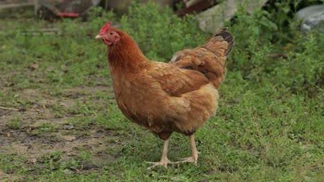 domestic brown chicken walk on the ground. background of green grass in farm. search of food