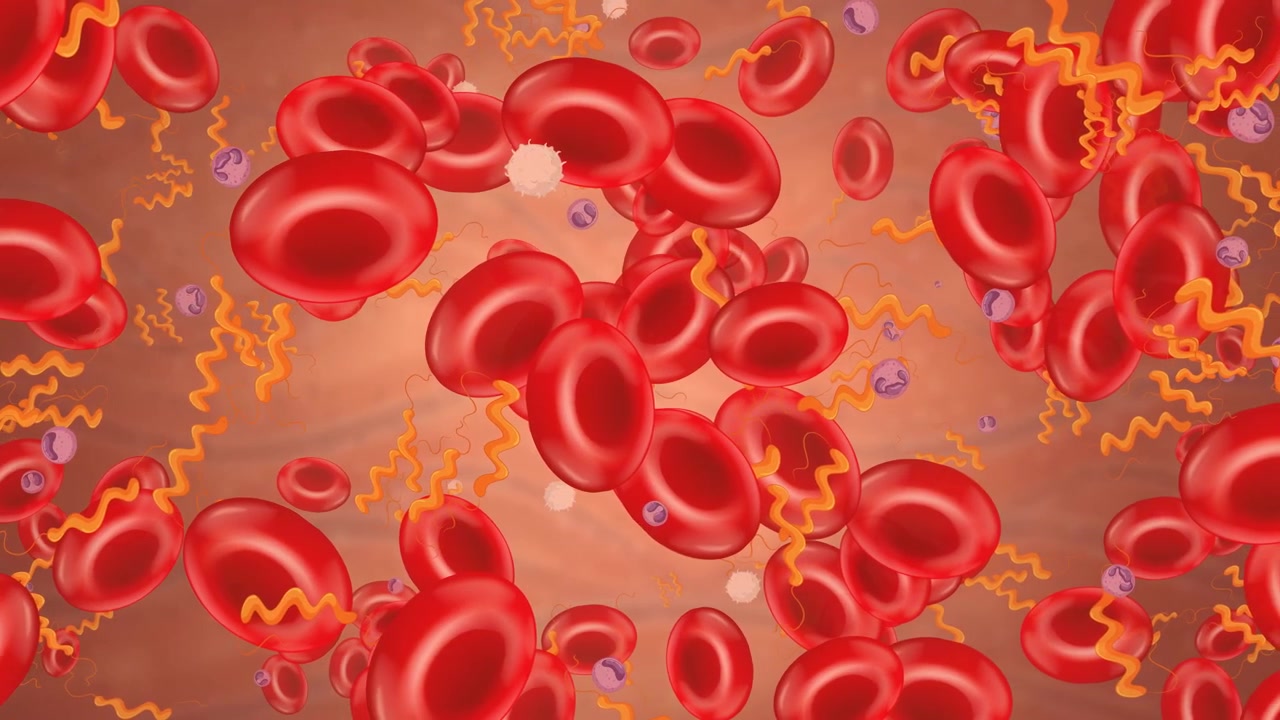Microscopic 3D animation of red blood cells and spiral bacteria drifting through a human vein.