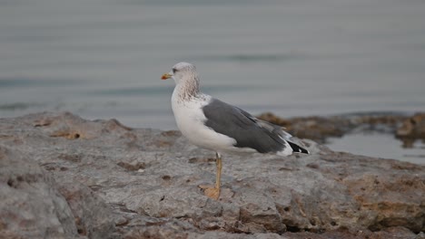 aves migratorias gran gaviota de lomo negro deambulando por la costa rocosa de bahrein en busca de comida