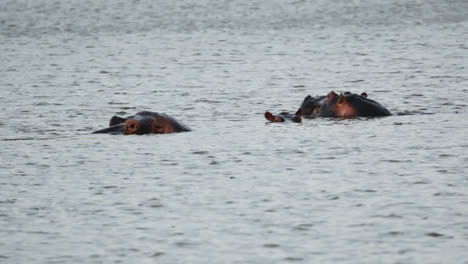 group of hippos relaxing in a water hole in sabi sands, south africa - wide shot