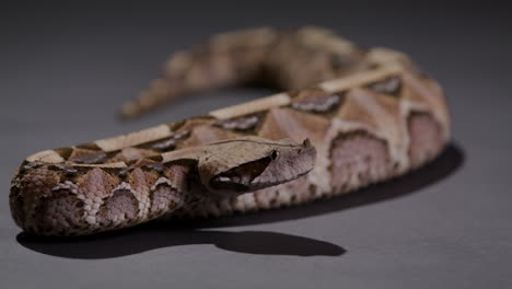 serpiente víbora gaboon enroscada sobre un fondo gris - toma media