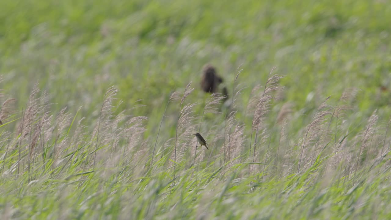 잔디 에 있는 새 들