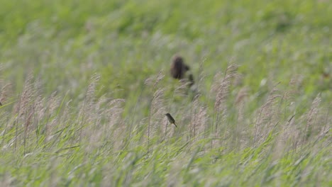 birds in a grassy field