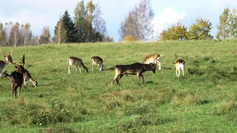 Fallow-deer-herd-eating-lush-green-grass,-slow-motion,-sunny-autumn-day,-wildlife-concept,-distant-medium-handheld-shot