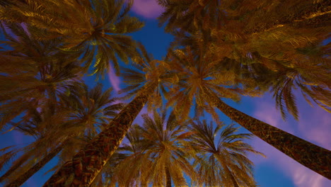 palm trees silhouetted against a sunset sky