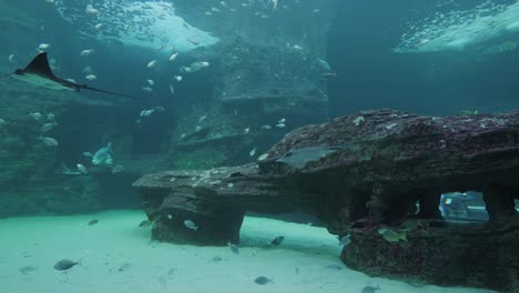 Adlerrochen-Gleiten-Am-Sichtfenster-In-Einem-Großen-Aquarium-In-Kapstadt-Vorbei