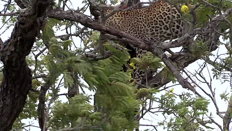 female leopard moves around on branches in a tree with kill next to her