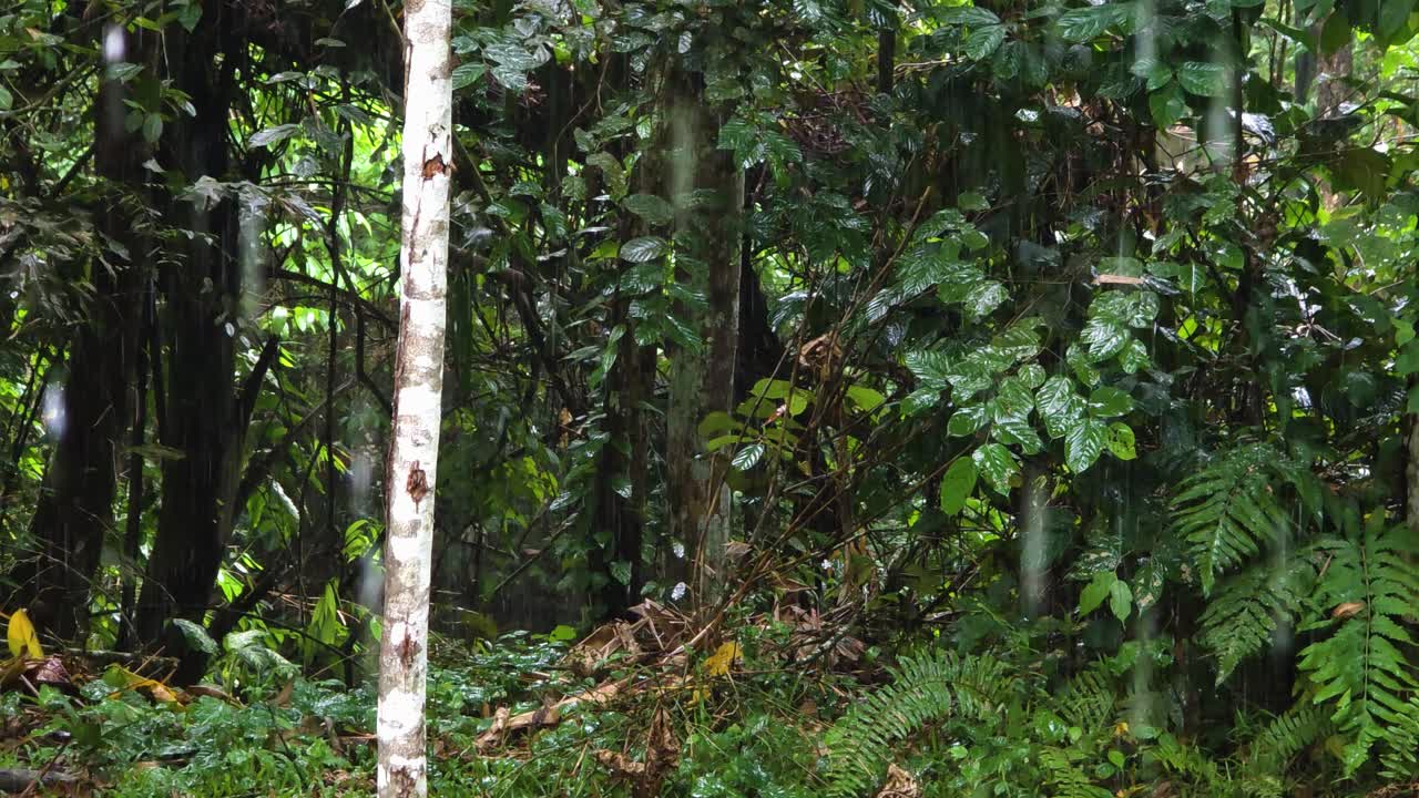 A close view of dense tropical forest vegetation and tree trunks during rainfall in Mari Mari village, Kota Kinabalu, Malaysia
