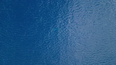 aerial top down overview with animal breaking surface of water, nature background