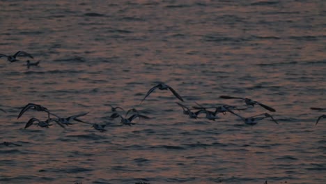 Bandada-De-Pájaros-Vuela-Sobre-El-Agua-Del-Océano-Ondulado-Al-Atardecer,-Cámara-Lenta