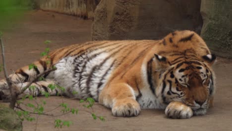 tiger sleeping and looking cute