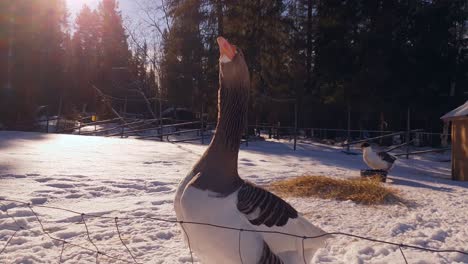 Slow-motion-close-shot-of-angry-goose