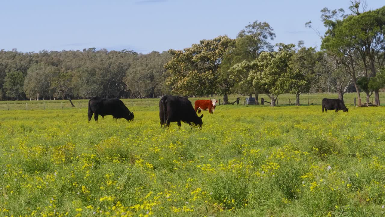 Mucche che si nutrono e pascolano nel prato con fiori selvatici gialli - Villaggio di Crescent Head - NSW, Australia.
