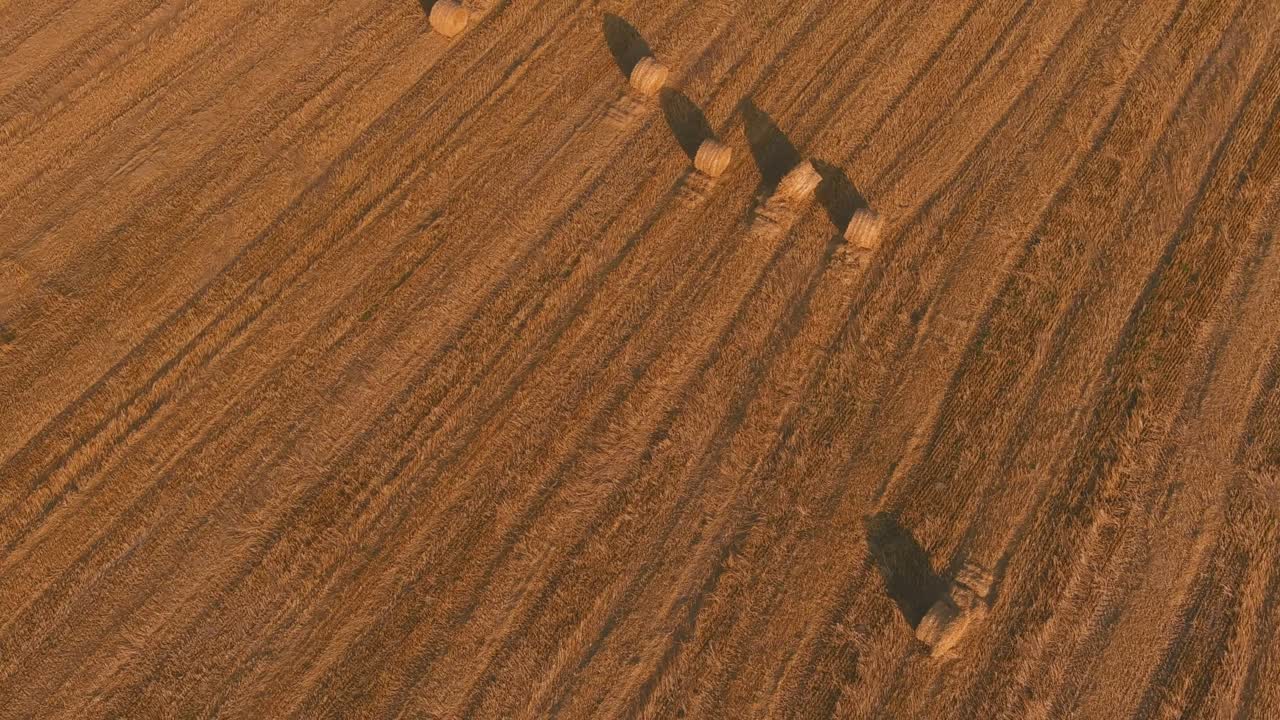 pilas de paja apiladas balas de heno que quedan de la cosecha de los cultivos, campo de una granja agrícola