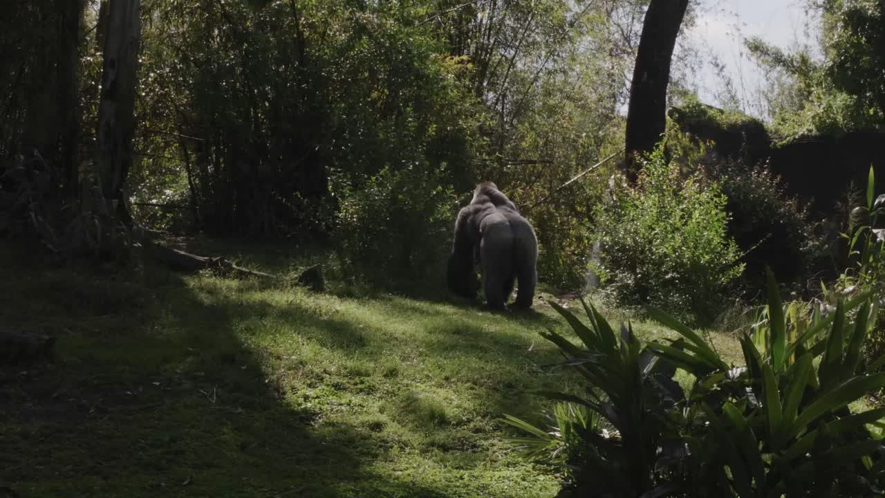 Grande gorilla di pianura occidentale maschio adulto solitario che cammina in una giungla.