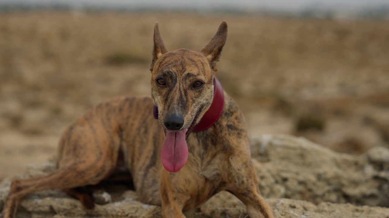 A graceful Whippet dog enjoying an outdoor moment, showcasing its sleek and energetic nature. Perfect for themes of pets, animals, and outdoor activities.