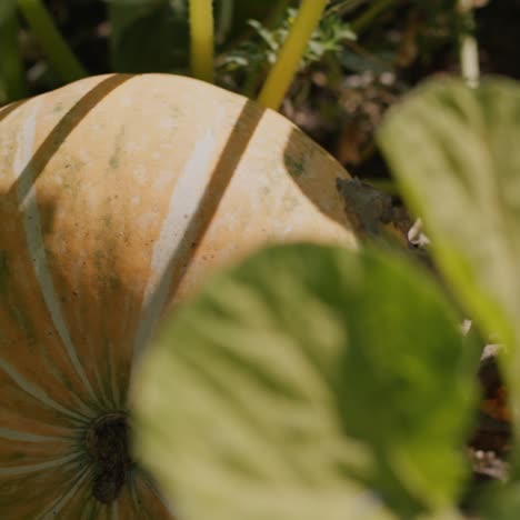 a large pumpkin matures in a garden bed 2