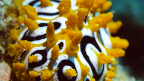 Increíble-Primer-Plano-Y-Zoom-out-De-Pikachu-Con-Aspecto-De-Nudibranquio-