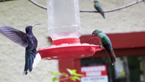 colibríes en un abrevadero en monte verde en costa rica