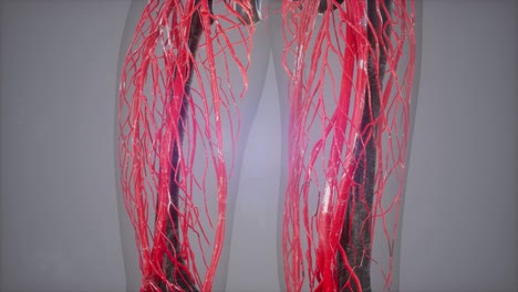 Abbildung-Der-Menschlichen-Anatomie-Mit-Allen-Organen