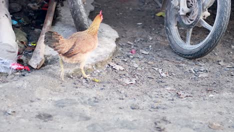 a chicken explores a bustling seafood market
