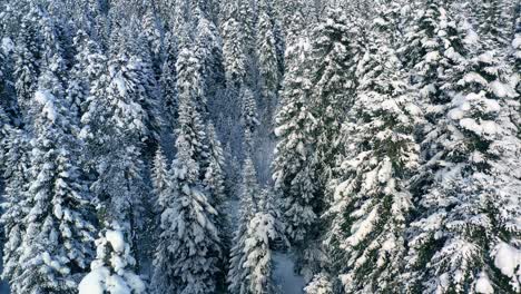 Schöner-Schneeszenenwald-Im-Winter.-Überfliegen-Von-Schneebedeckten-Kiefern.