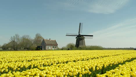 Traditionelle-Holländische-Landschaft-Mit-Windmühle-Am-Bauernhof-Und-Gelben-Tulpen