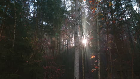 Hermosa-Mañana-De-Otoño-En-El-Bosque