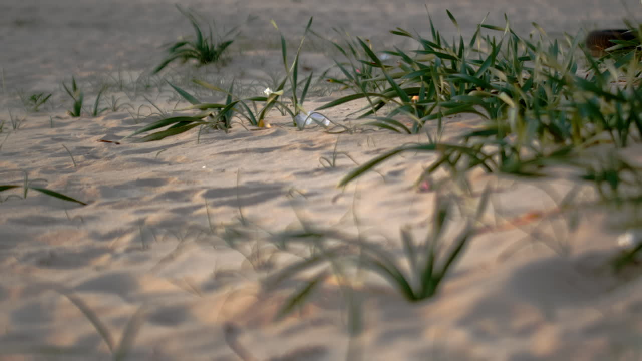 Grass moving in the wind in slow motion.