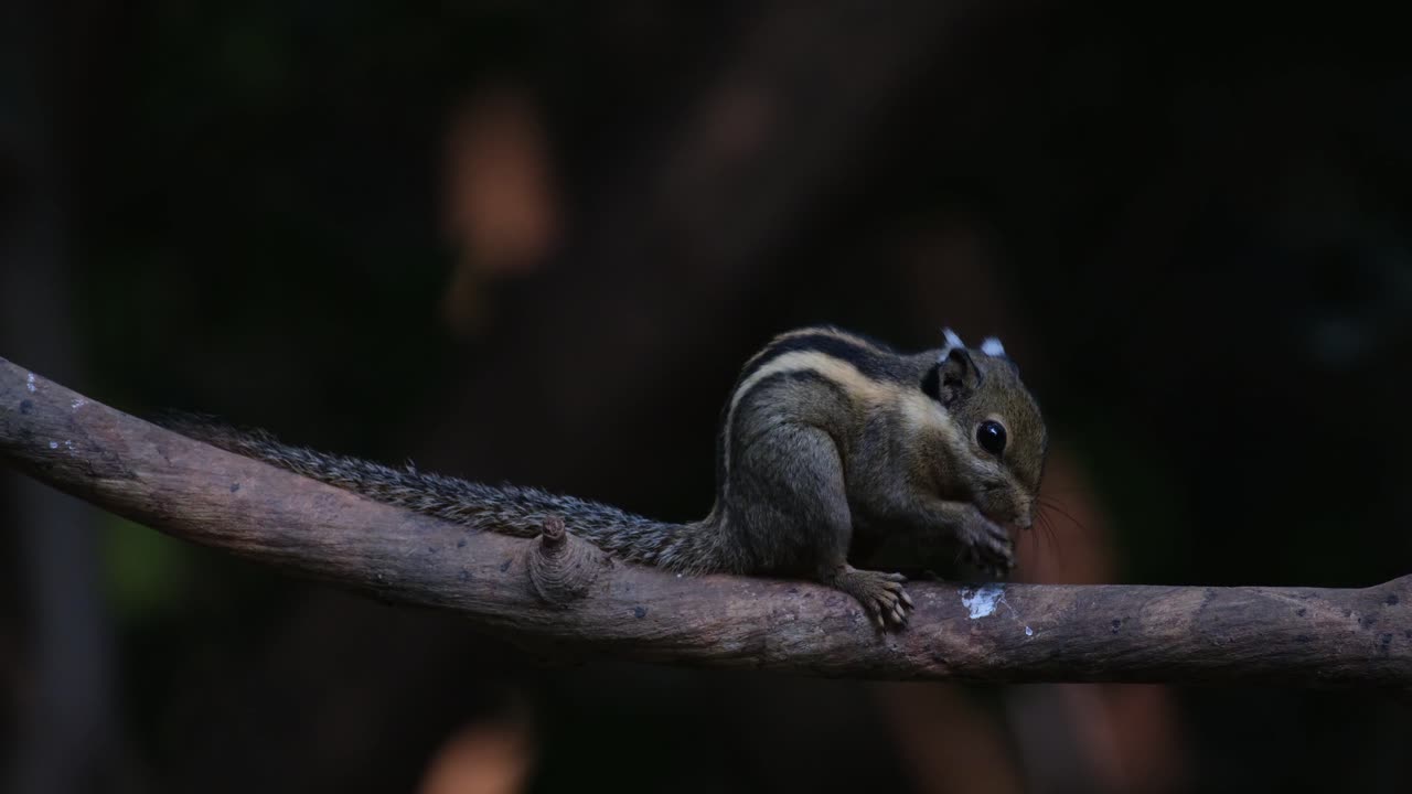mirando hacia la derecha mientras come en una rama y luego corre hacia la izquierda siendo perseguido por otra, la ardilla rayada del himalaya tamiops mcclellandii, tailandia