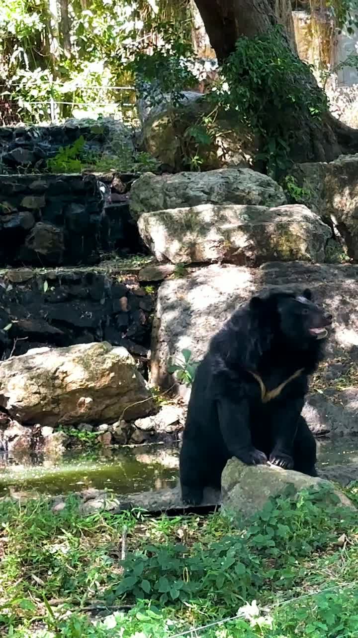 두 마리의 이 자연적인 구역에서 상호 작용하고 있습니다.