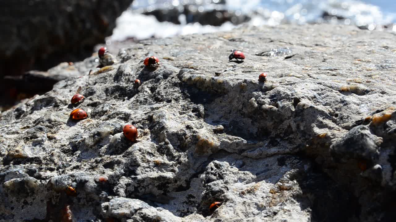 Coccinelle su una pietra. Contro il mare