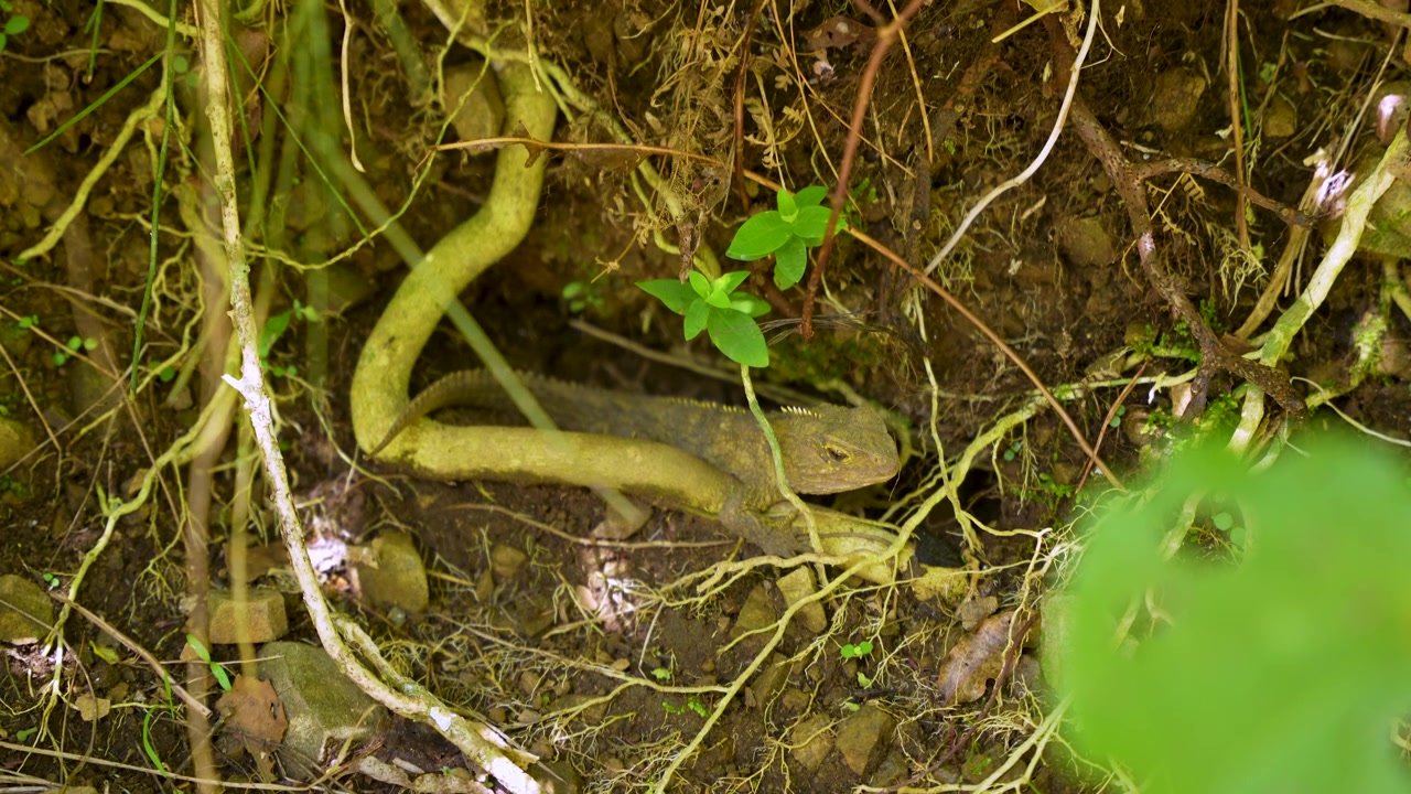 Close-up footage of rare tuatara reptile resting among roots and soil in New Zealand native forest, wildlife, conservation, biodiversity and nature.