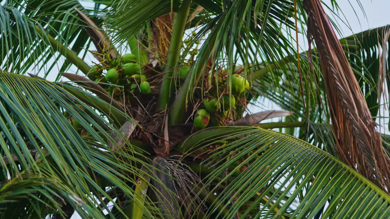 Natural growing green coconuts on tall palm tree with leaves and background blue sky. day time, stable shot, 4k
