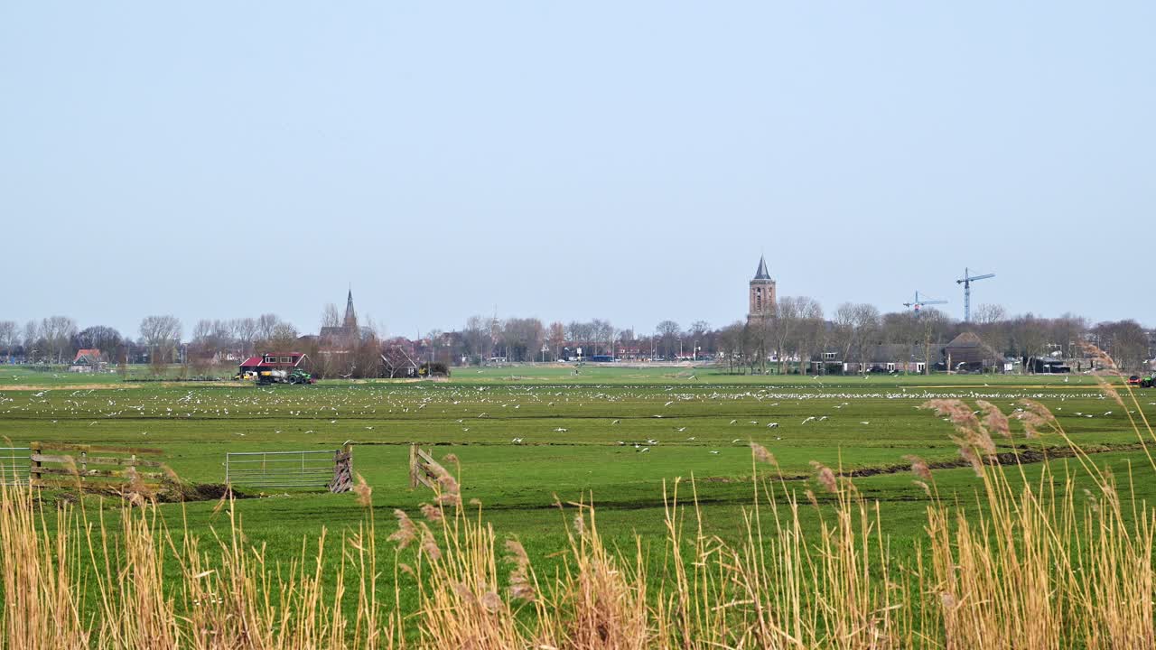 Video di uno stormo di uccelli che si addensa sull'Olanda rurale.