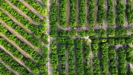 anonymous farmer driving tractor spraying pesticide on lemon trees