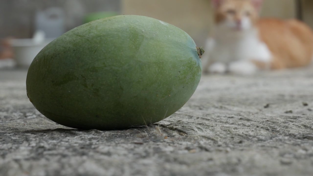 Beton üzerinde taze yeşil mango, arka planda bulanıklaşmış rahat bir kedi ile.