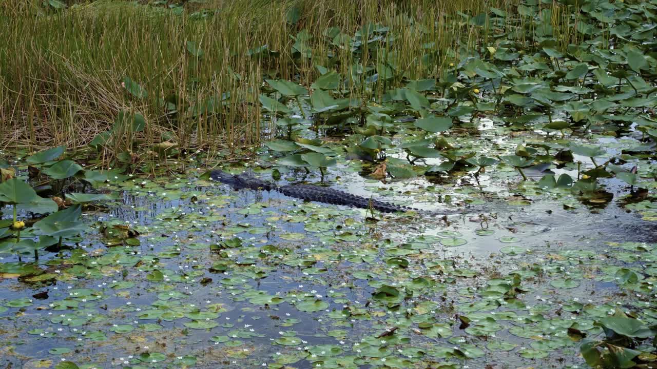 4K shot of a small size alligator swimming in the middle of the murky Florida everglade swamp covered in lily pads and tall grass with it's scaly spine showing on a warm sunny day