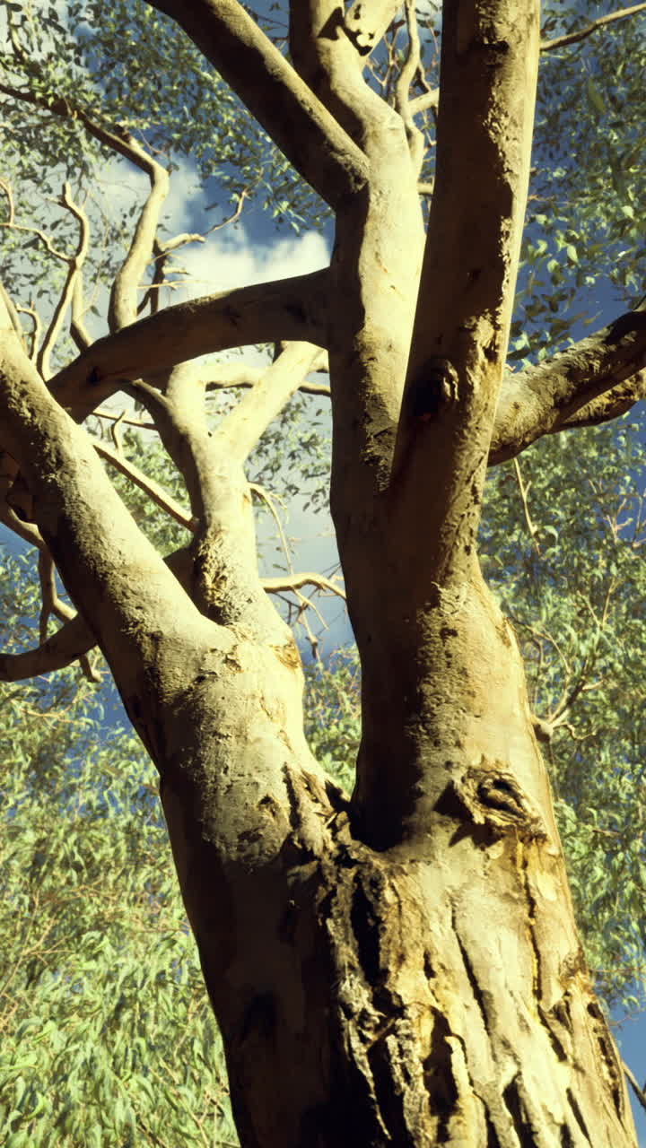 Majestuoso eucalipto que se alza hacia el cielo azul en Australia