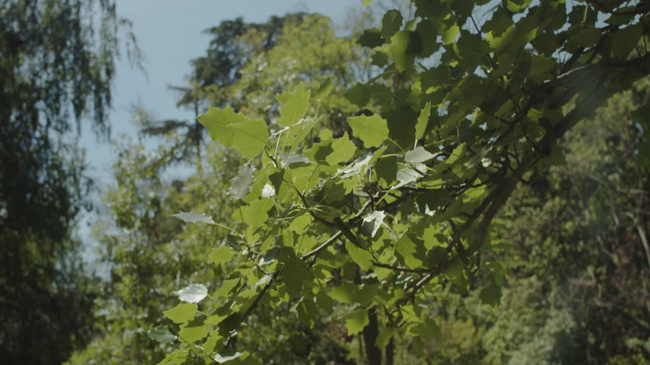 에 나무에 잎의 보기